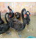 Cisne Negro Casal  Adulto com  média de 3 anos 