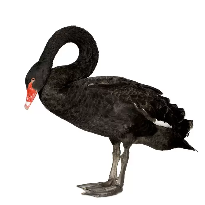 cisne negro