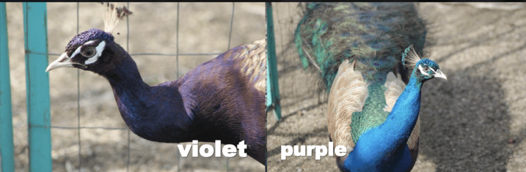 Pavão Purple