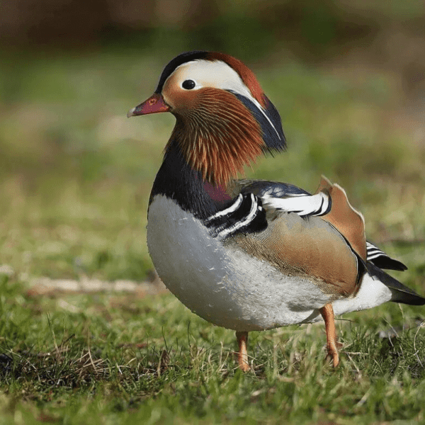 Pato mandarim macho gray