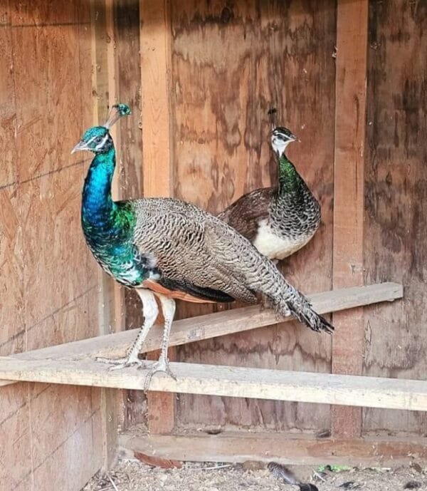 casal pavao azul jovem