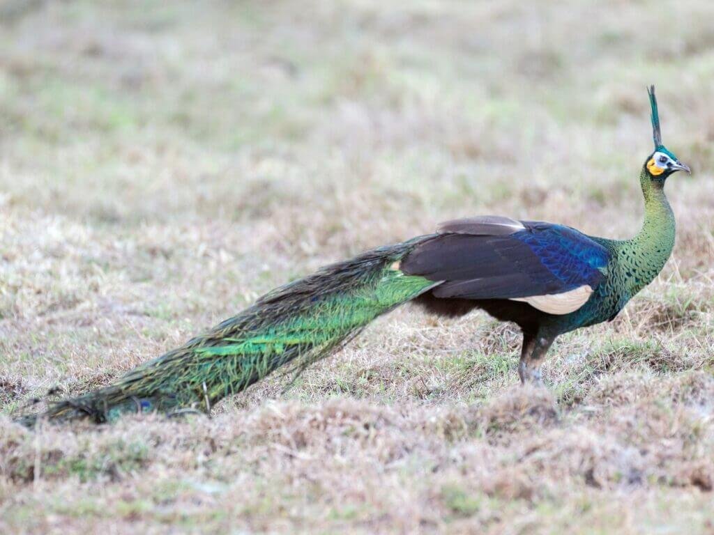 Pavão Java Pavão Verde Java: Descubra Sua Ordem E Família