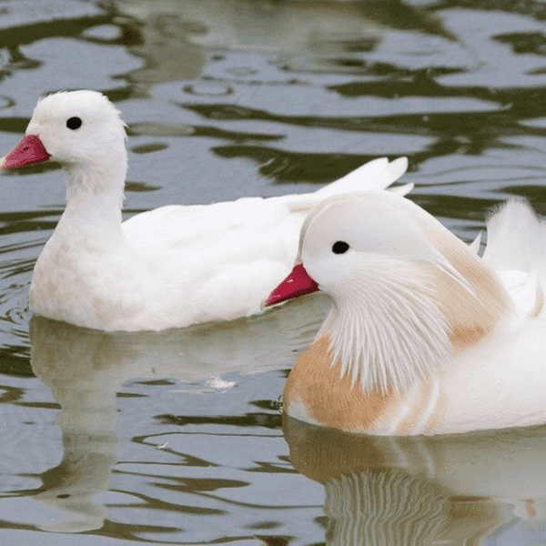 pato mandarim casal branco