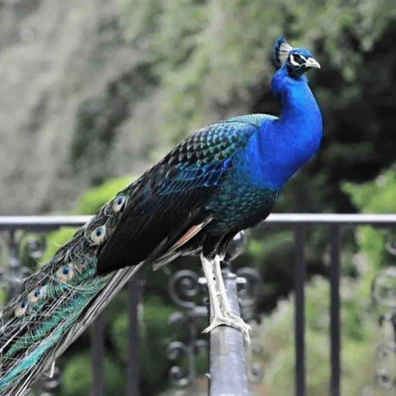 Pavão Ombros Negro