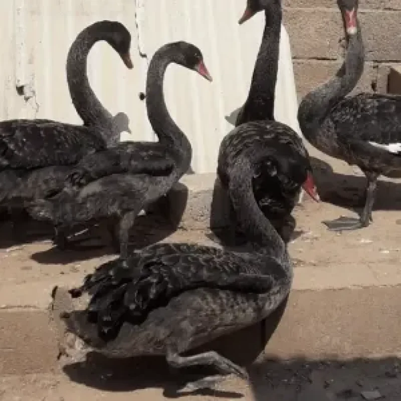 Cisne-negro-768x768-300x300