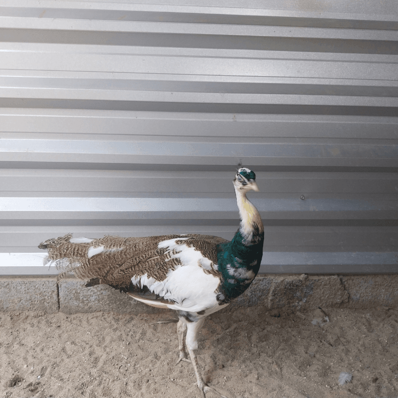 Macho jovem arlequim