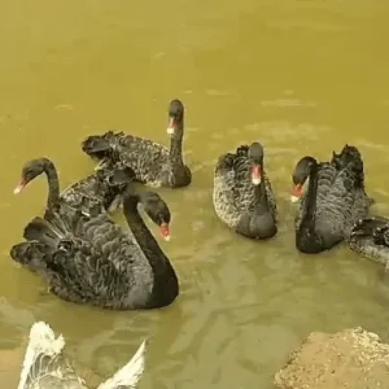 aquaticos-768x768-300x300