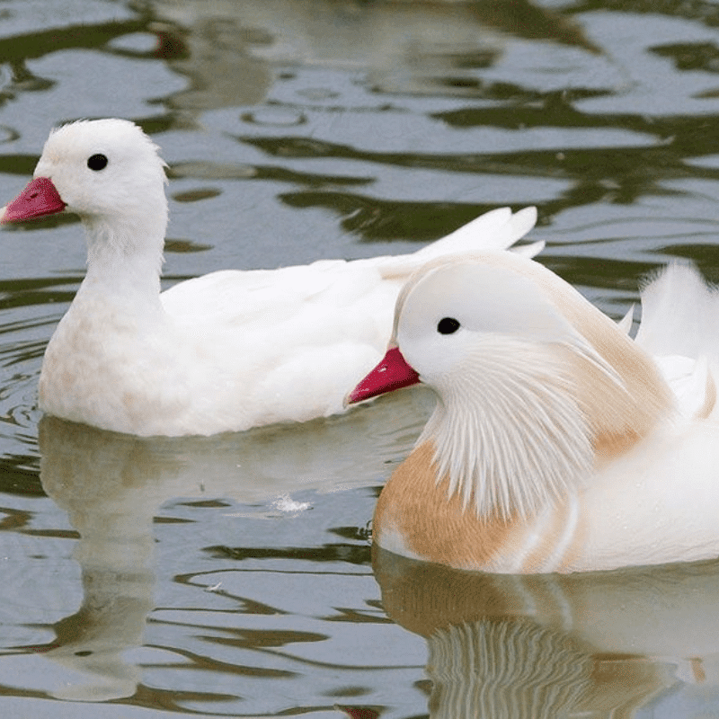 pato mandarim casal branco