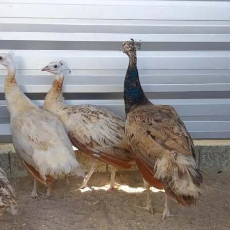 pavao-casal-purple-onbros-negro