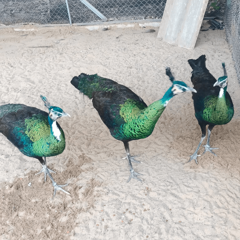 Pavão Verde Spalding